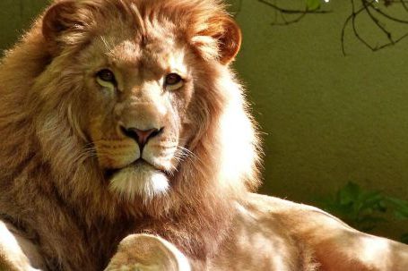 Wildlife - Close-up Portrait of Lion