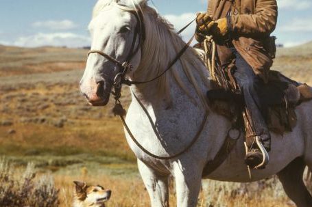 Adventure - Man on White Horse Next to Dog on Grassy Field