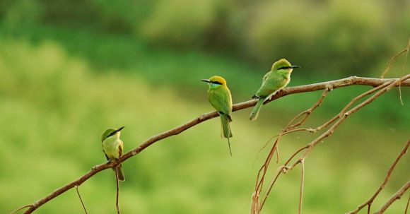 Conservation - Three Long-beaked Small Birds Perched on Brown Tree Branch