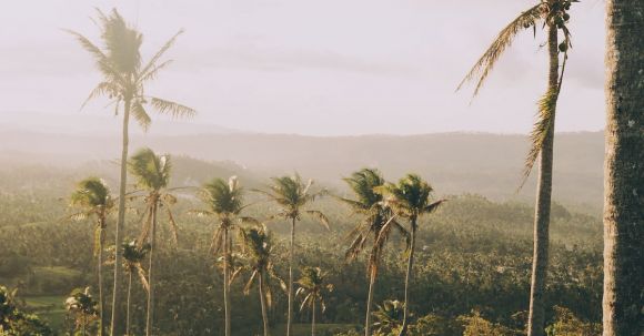 Nature - Tall majestic palm trees on green hills