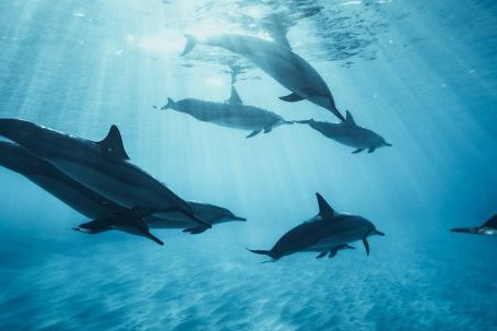 Nature - Dolphins swimming underwater