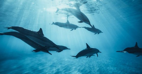 Nature - Dolphins swimming underwater