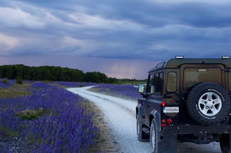 Car Journey - Black Suv in Between Purple Flower Fields