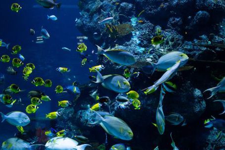 Ecosystem - School of Fish in Water