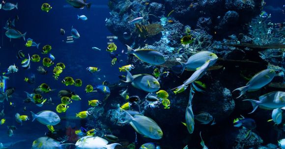 Ecosystem - School of Fish in Water