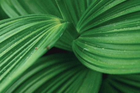 Nature - Close-Up Photograph of Green Leaves