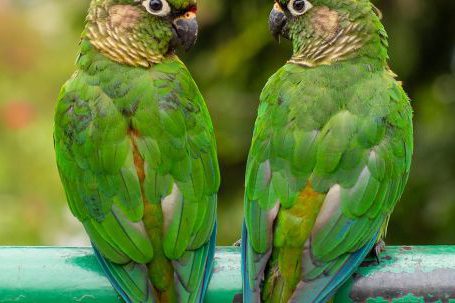 Nature - Couple of Green Cheeked Parakeets