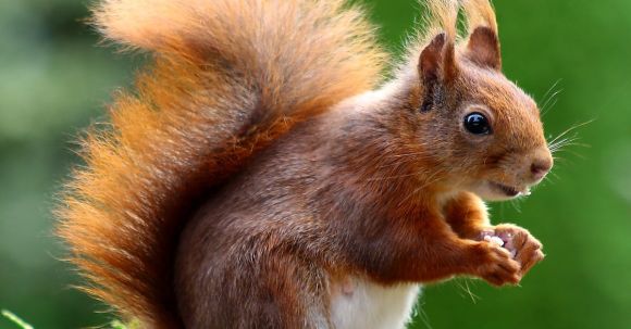 Wildlife - Brown Squirrel