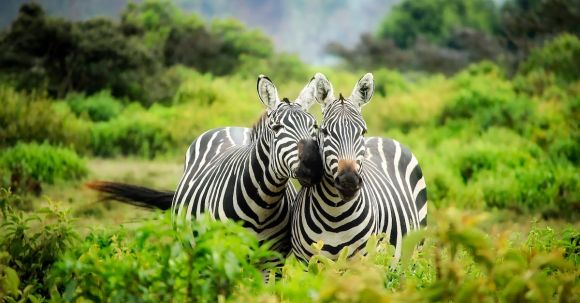 Safari - Zebras on Zebra