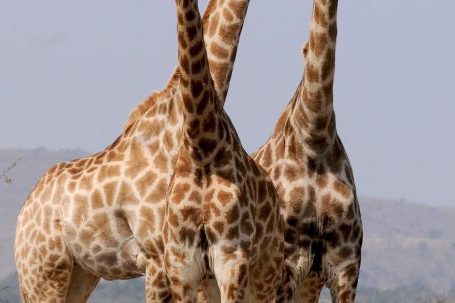 Safari - Three Giraffe Under Gray Sky