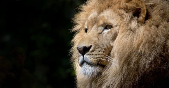 Fauna - Close-up Photography of Brown Lion