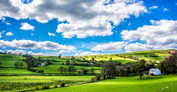 Country - Green Leafed Trees Under Blue Sky