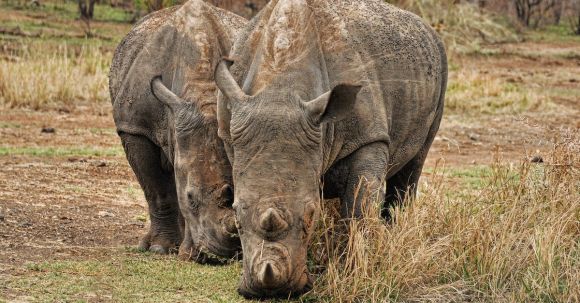 Conservation - Photo of Two Brown Rhino