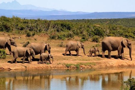 Safari - 7 Elephants Walking Beside Body of Water during Daytime