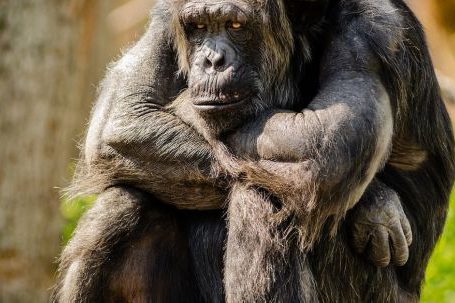 Wildlife - Chimpanzee Sitting on Gray Stone in Closeup Photography during Daytime