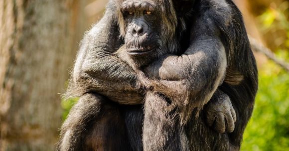 Wildlife - Chimpanzee Sitting on Gray Stone in Closeup Photography during Daytime